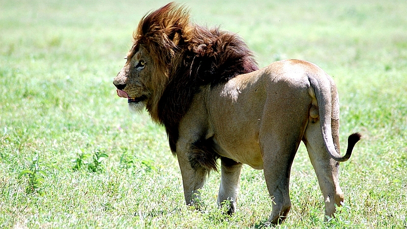 Kenya. Leone Masai (Panthera leo massaicus)