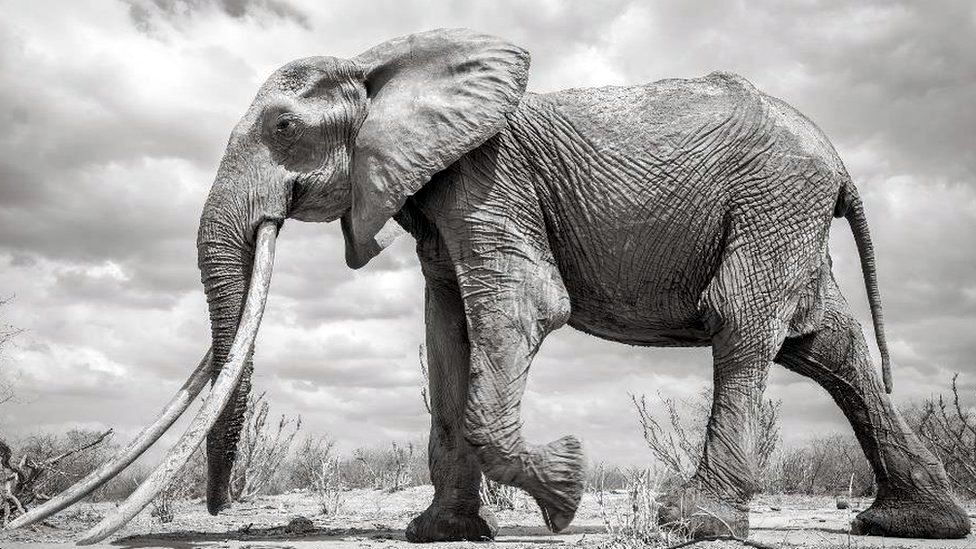 Elefantessa Regina - Tsavo National Park, Kenya