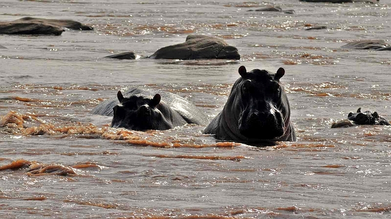 Hippo Sabaki River