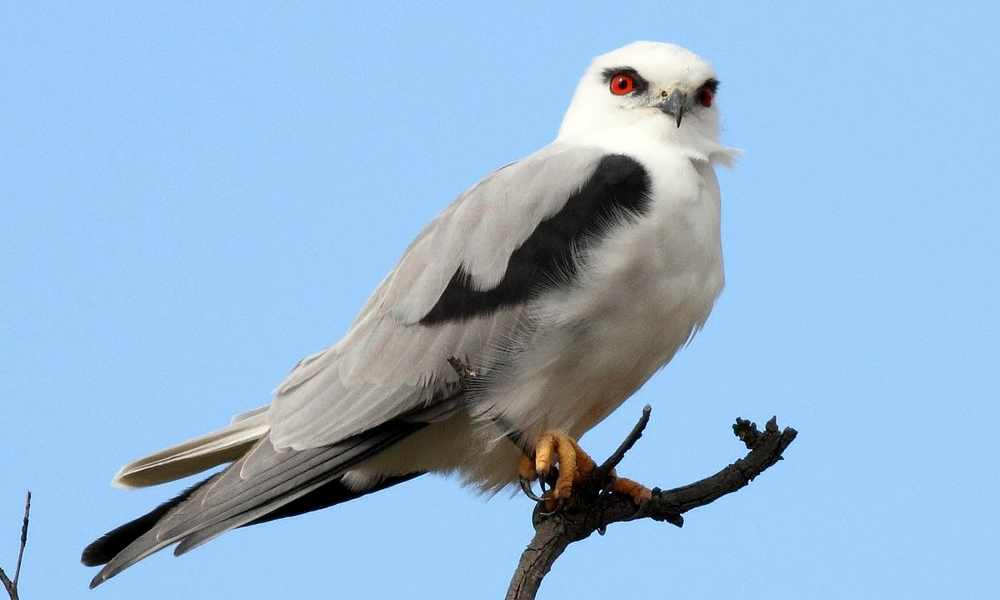 Nibbio bianco - Black-winged Kite - (Elanus caeruleus)