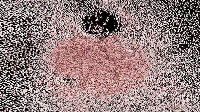 Fenicotteri. Riserva Nazionale lago Bogoria