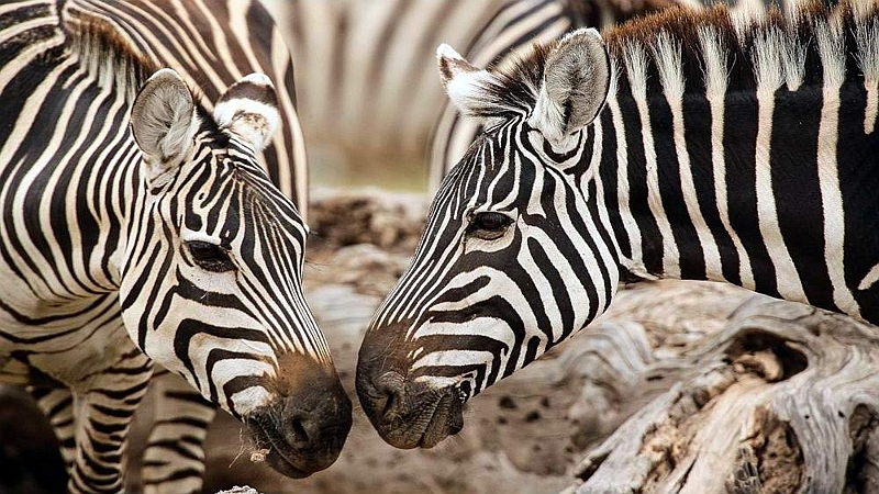 Zebre. Parco Nazionale Amboseli