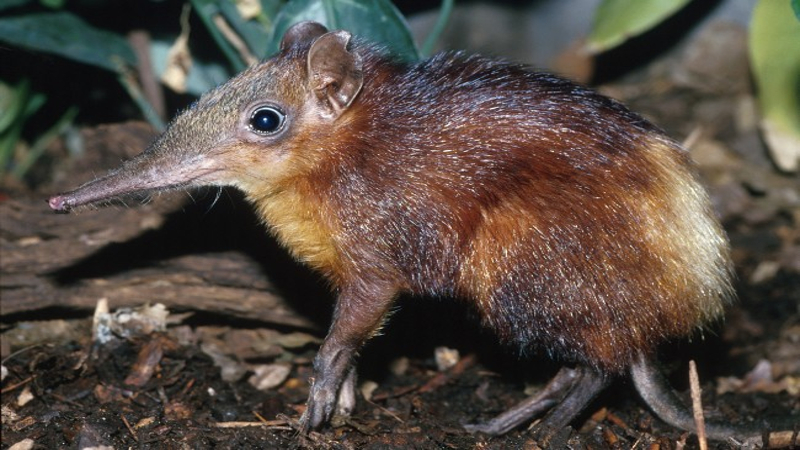 Kenya. Toporagno elefante dalla groppa dorata (Rhynchocyon chrysopygus). Arabuko Sokoke Forest