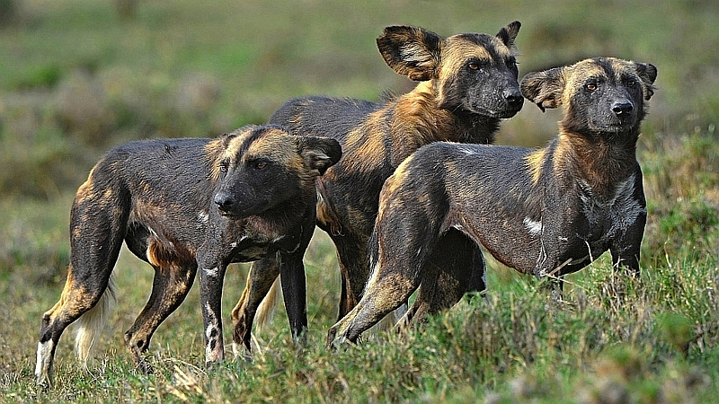 Kenya. Licaoni - African Wild Dog (Lycaon pictus)