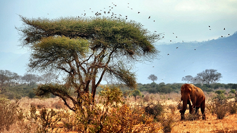 Kenya. Elefante nel Parco Tsavo Est