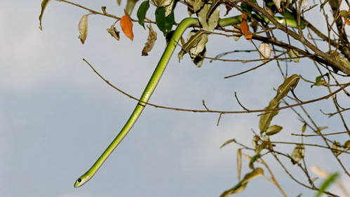 Battersby's Green Snake (Philothamnus battersbyi) o serpente verde di Battersby