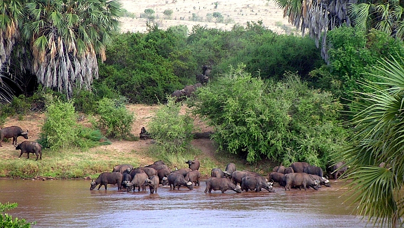 Tana River