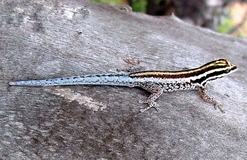 Geco nano dello Tsavo (Lygodactylus tsavoensis)