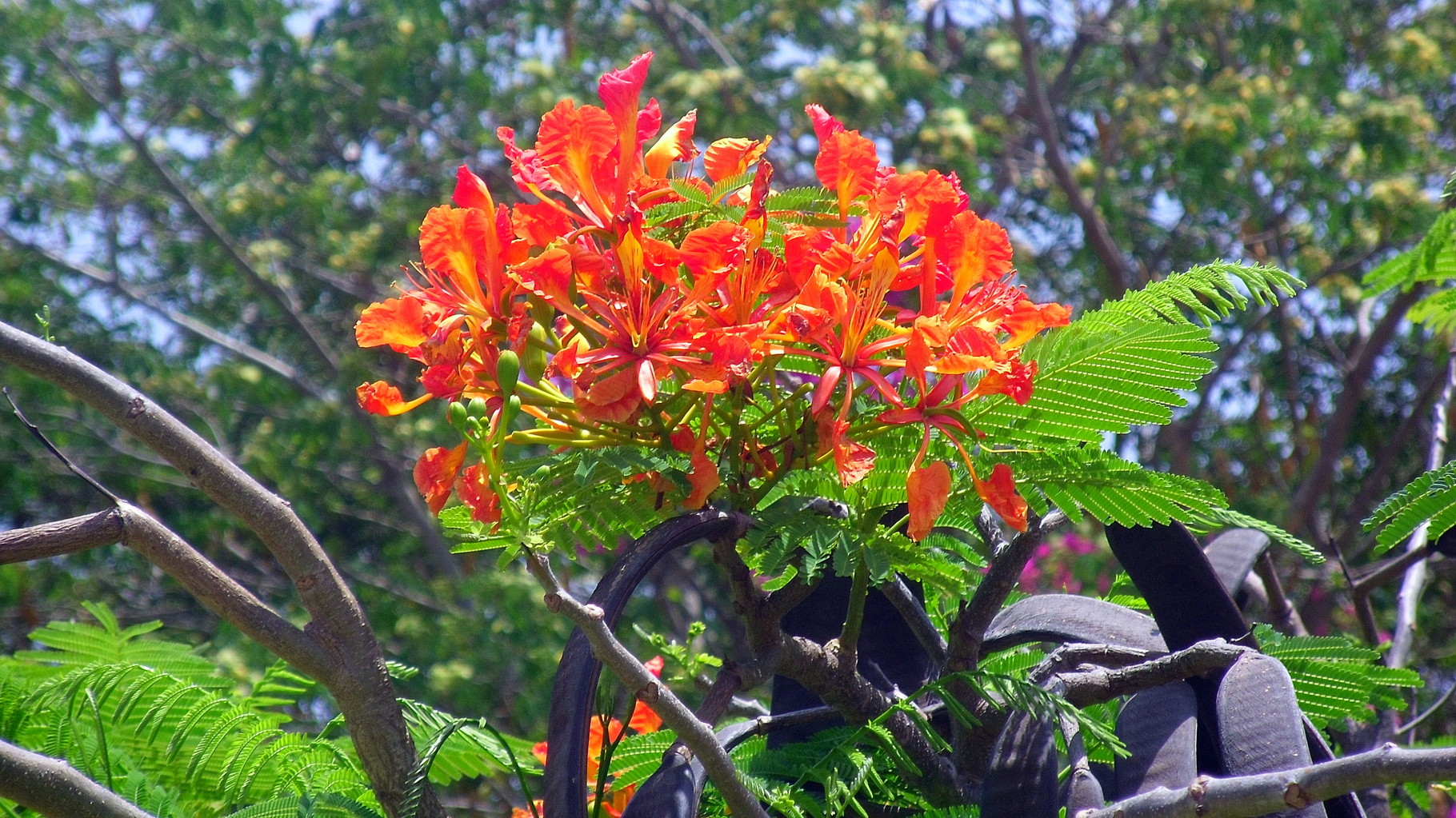 Delonix Regia.