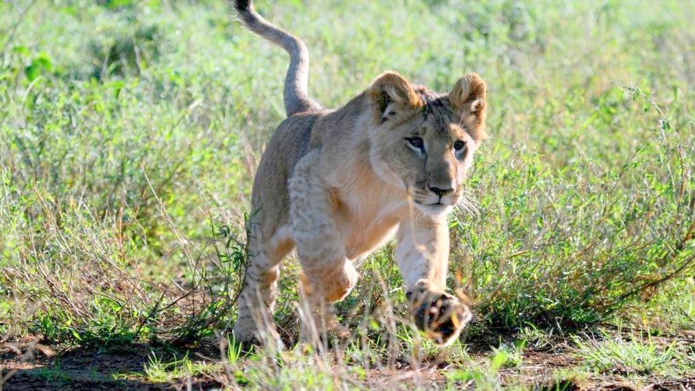 Laikipia Plateau