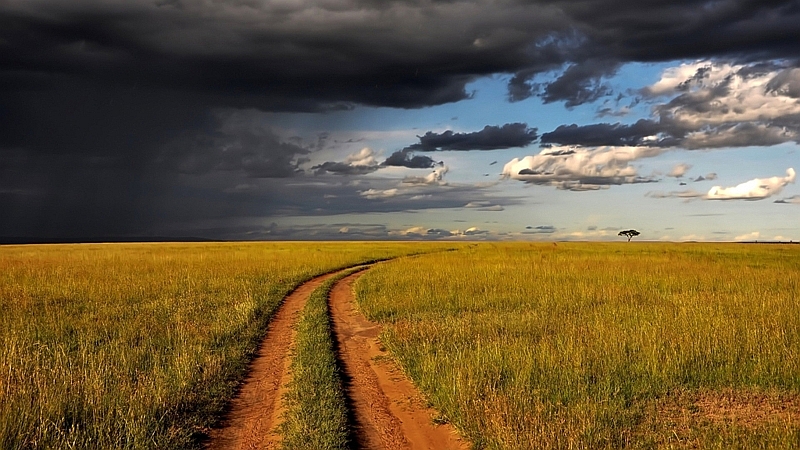 Kenya. Savana africana