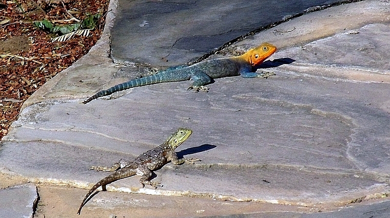 Agama roccia del Kenya (Agama lionotus)