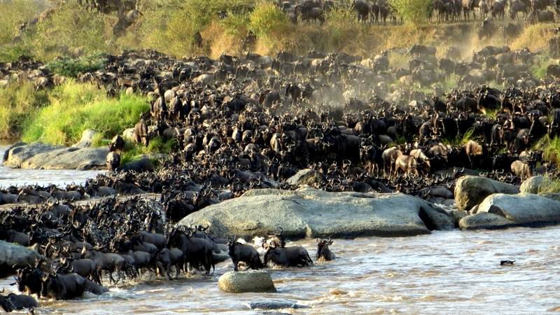 Kenya. Fiume Mara. La migrazione
