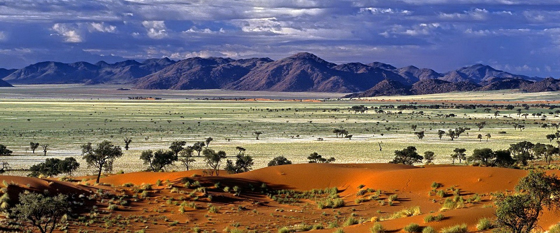Risultato immagini per animali kenya"