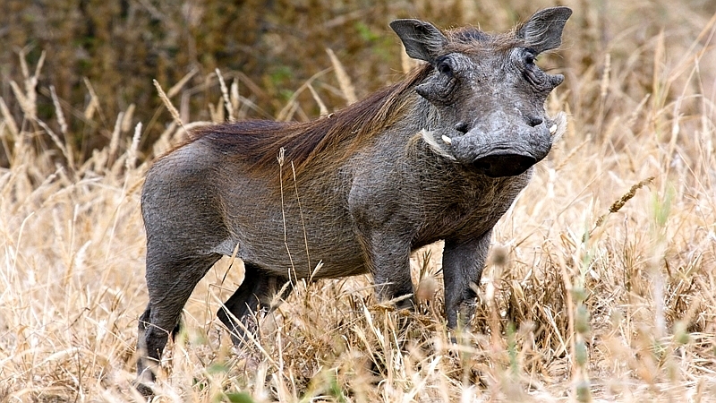 Facocèro - Warthog (Phacochoerus africanus)