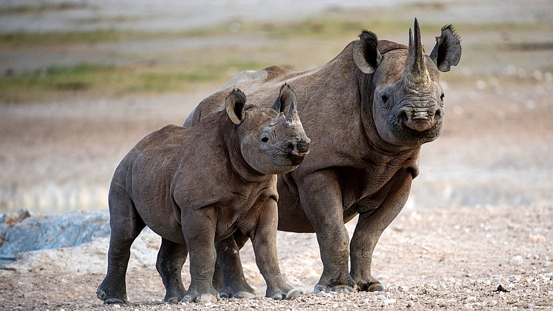 Kenya. Rinoceronte - Rhinoceros