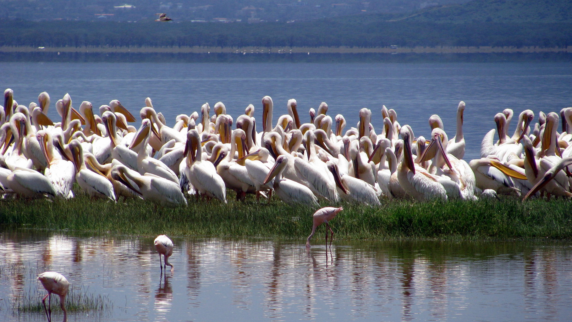 Lago Jipe Kenya