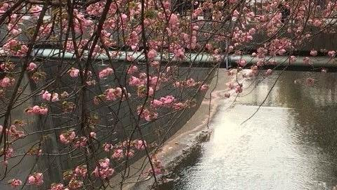 Rami di ciliegio in fiore che si riflettono sull’acqua durante la primavera a Kamimeguro.
