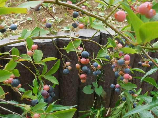 ブルーベリーの実がタワワニ次会に収穫
