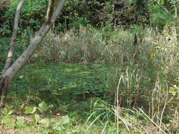 カワセミも来る自然観察池