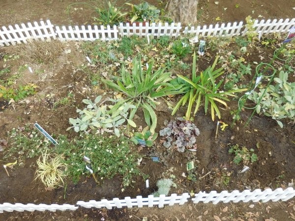 空いた所に球根や苗を植えました