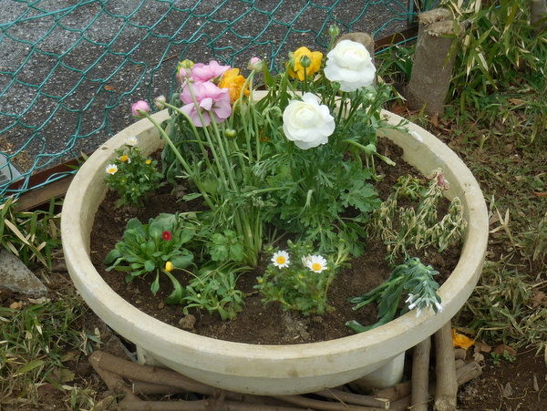 大花鉢にも花を植える