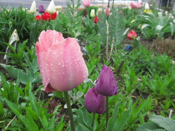 雨に打たれて咲き始めたチューリップ
