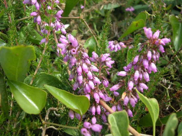 Erica cinerea L.