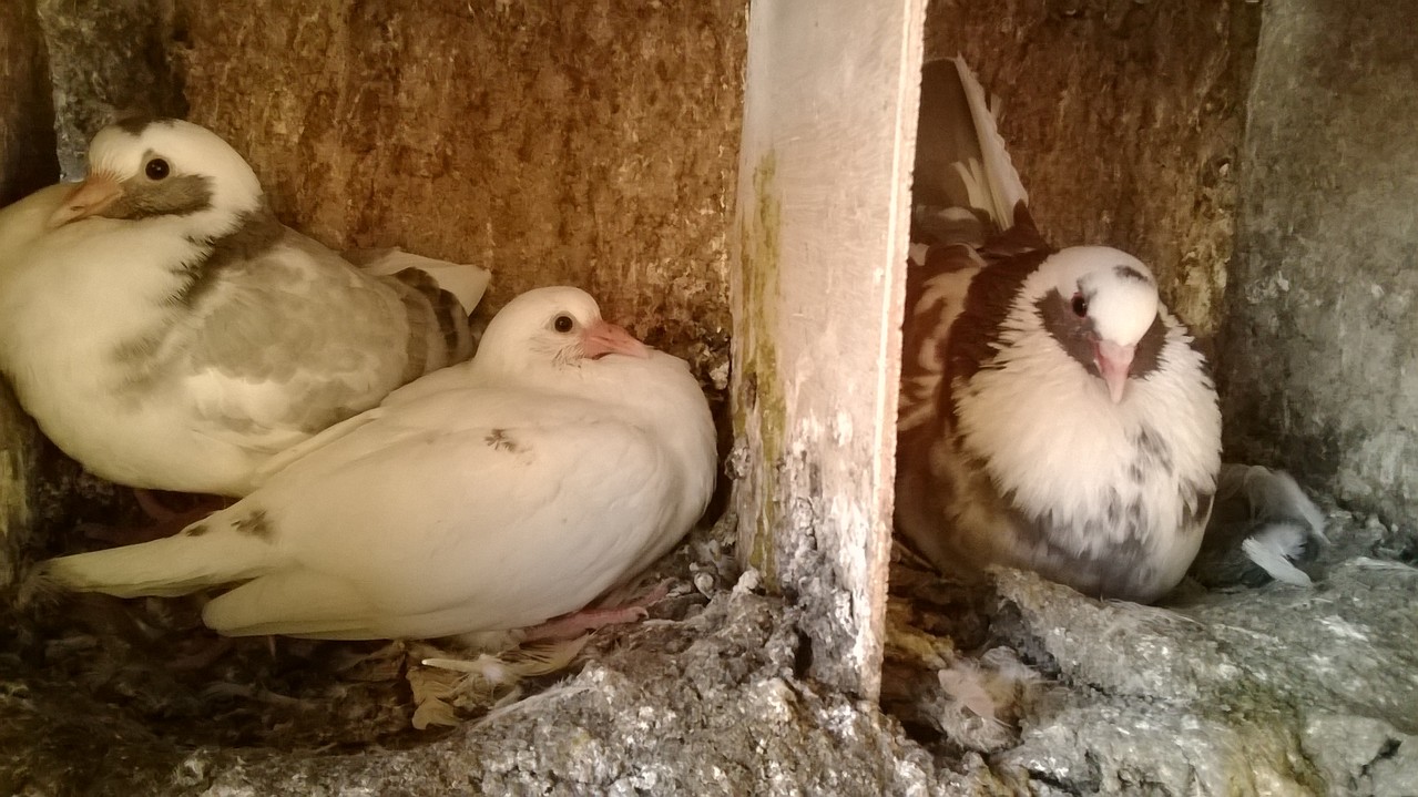 Pigeon Ou Pigeonneau Les Pigeons De Quercy Rouergue Pigeonneau Pigeon Ou Pigeonneau Les Pigeons De Quercy Rouergue Pigeonneau