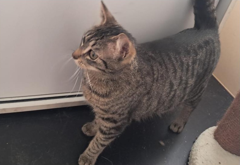 Katze ausgesetzt