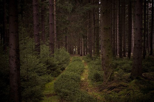 Der Wald im Vogtland - Pixabay