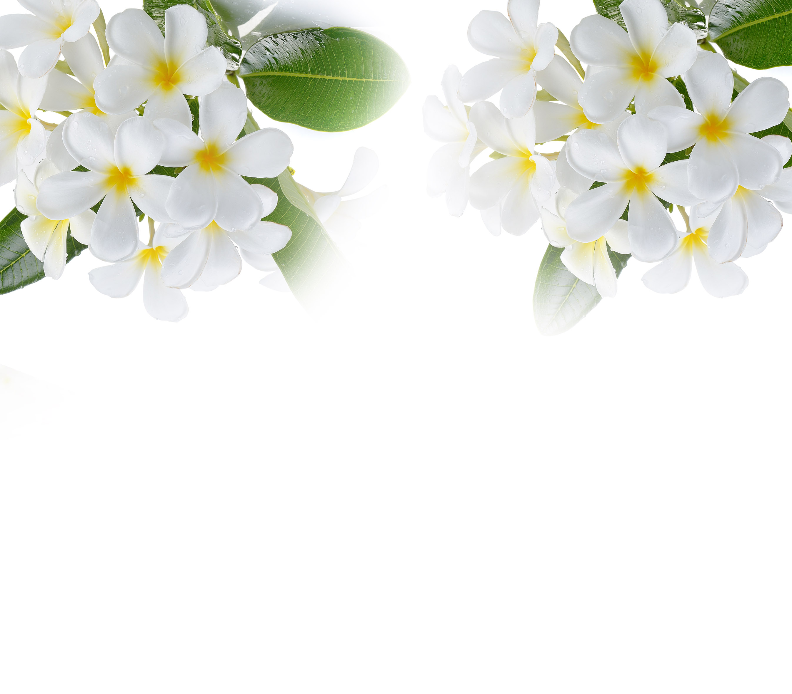 タイ王国政府文部省認定 オンズタイマッサージスクール提携校 タマリンド タイマッサージスクール タイ国チェンマイのongスクール提携校