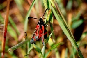 Z. favonia borreyi (Pays Zaër-Zaïane)