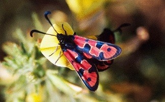 Z. marcuna tlemceni (Atlas Tellien) 
