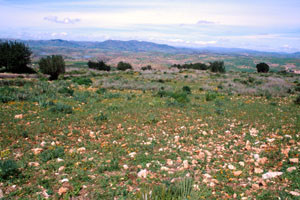 Biotope ouvert, Ouaoumana, Moyen Atlas méridional