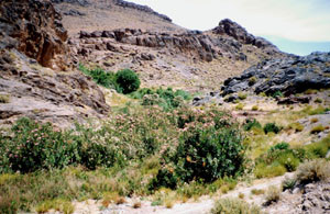 Biotope, Tizi-n-Bachkoum, Anti-Atlas nord-oriental