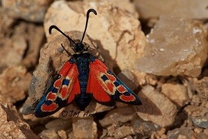 Z. beatrix courtinae  (Haut Atlas central)