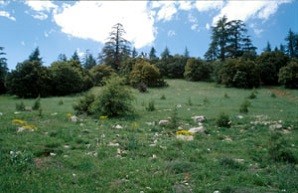 Biotope, Tizi-n-Tretten, Moyen Atlas central