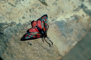 Z. johannae berabera (Haut Atlas oriental)
