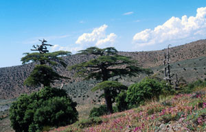Biotope, Cirque de Jaffar, Haut Atlas oriental