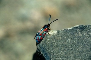 Z. johannae berabera (Haut Atlas oriental)