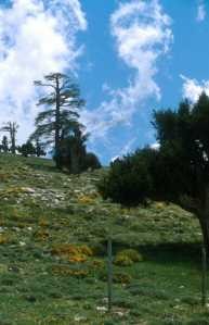 Biotope, Col du Zad, Moyen Atlas central