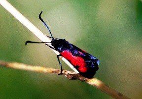 Z. trifolii mideltica (Haut Atlas oriental)   