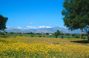 Espace de vol florifère, Aoulouz, Vallée du Souss