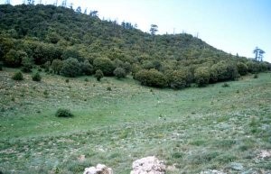 Chênaie verte au Tizi-n-Tretten, Moyen Atlas central