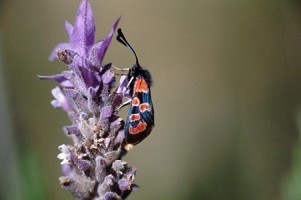 Z. algira chorista (Haut Atlas occidental) 
