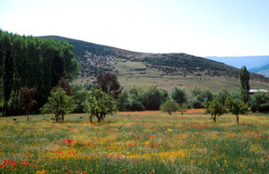 Biotope-type en prairie mésophile, Azrou, Moyen Atlas