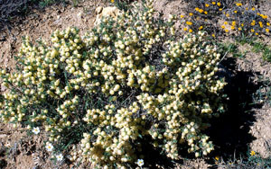 Astragalus armatus, l'une des Astragales-hôtes