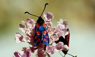 Z. marcuna tingitana (Rif occidental)  