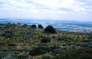Habitat à ssp. pseudostatilinus, Afourer, Moyen Atlas méridional